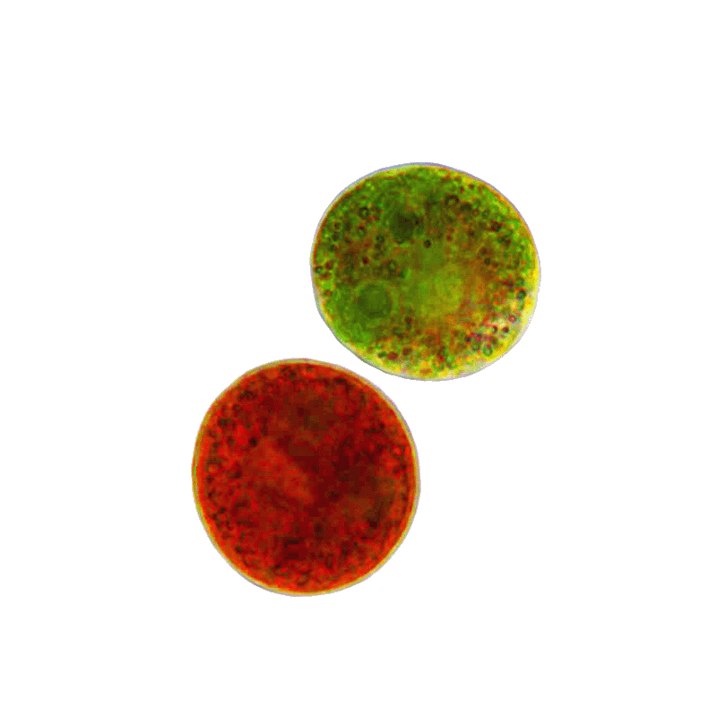 Astaxanthin - Starkes Antioxidans aus Mikroalgen