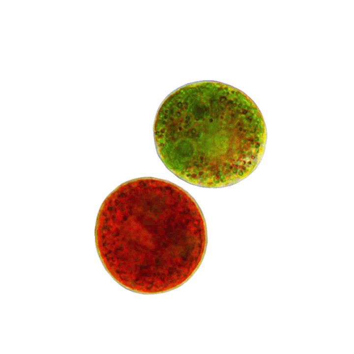 Astaxanthin - Starkes Antioxidans aus Mikroalgen