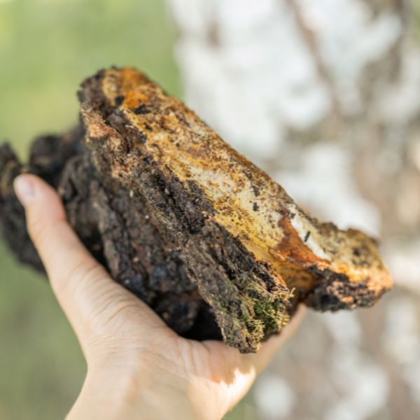 Chaga Pilz -  Ein wilder Schatz aus der Natur