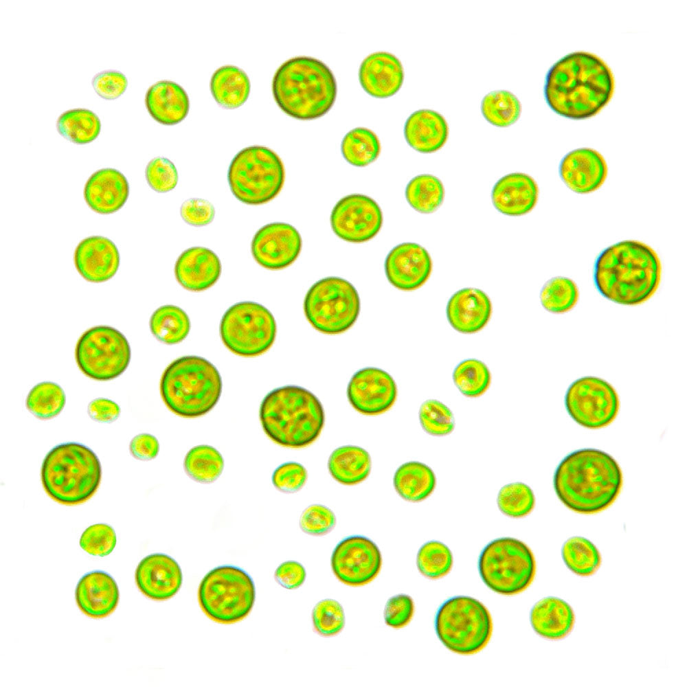 Chlorella Presslinge (Deutschland), (Roh)