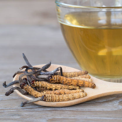 Getrockneter Cordyceps neben einer Tasse goldfarbenem Tee