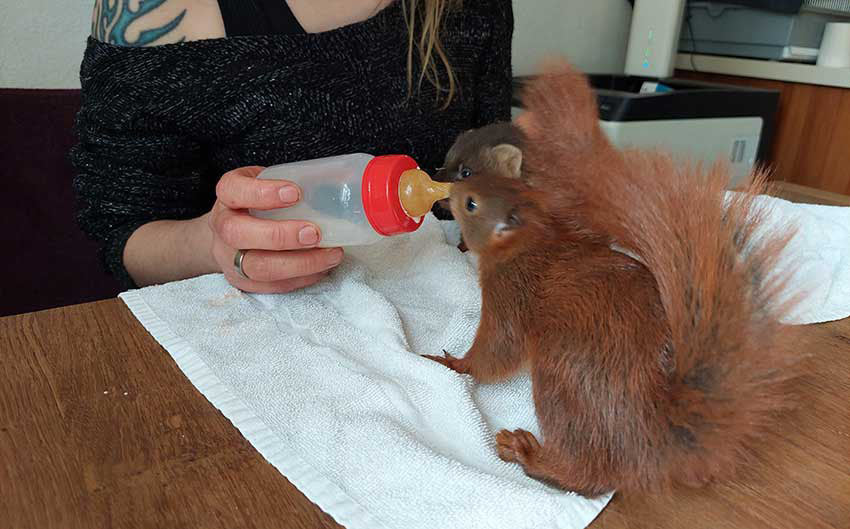 Lila Lebenshof  - Spende
