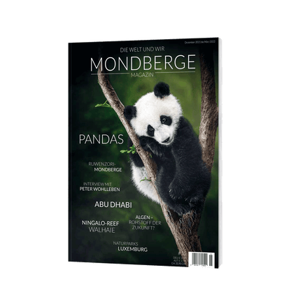 Mondberge Magazin Pandas