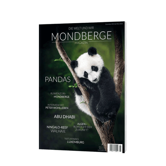 Moon Mountains Magazine Pandas