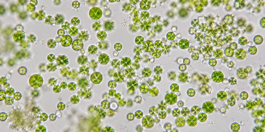 Chlorella Algen Mikroskop