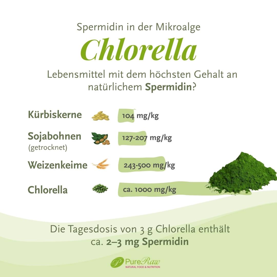 Infografik zu Spermidin-Gehalten mit dem Titel „Spermidin in der Mikroalge Chlorella“ und einer Vergleichstabelle.