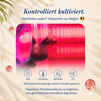 Kontrollierte Kultivierung der Astaxanthin-Mikroalge in Photobioreaktoren