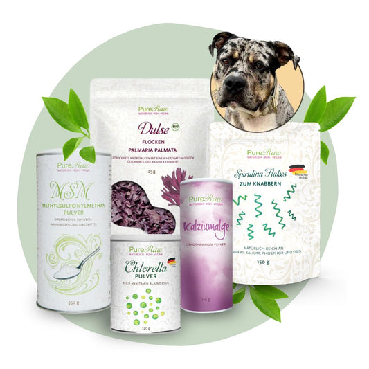 Hunde-Set mit Kalziumalge, Chlorella, Spirulina, Dulse und MSM von PureRaw mit Rahmen 
